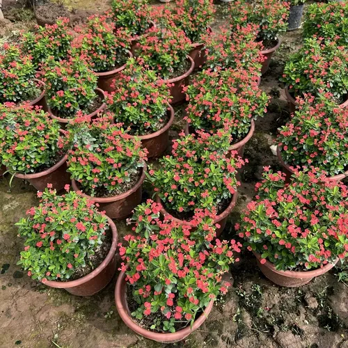 ✨ Cây Xương Rồng Bát Tiên: Nét Chấm Phá Ấn Tượng, Mang Tài Lộc Đến Ngôi Nhà.