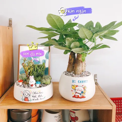 Chậu Cây Cảnh Mini Để Bàn – Sự Kết Hợp Hoàn Hảo Giữa Thiên Nhiên Và Văn Phòng.