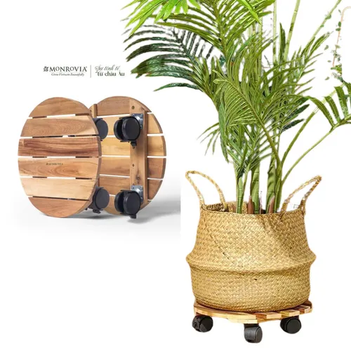 Đế Lót Chậu Cây Có Bánh Xe MONROVIA - Tiện Lợi - Di Chuyển Dễ Dàng, Bảo Vệ Chậu Cây.