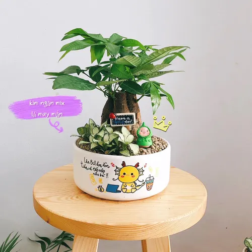 Chậu Cây Cảnh Mini Để Bàn – Sự Kết Hợp Hoàn Hảo Giữa Thiên Nhiên Và Văn Phòng.