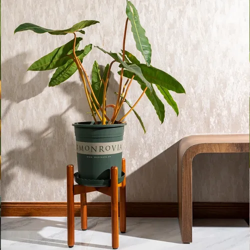 🌿 Khám Phá Đôn Gỗ Vuông Đẹp MONROVIA- Giá Đỡ Chậu Cây Chống Ẩm Cao cấp.