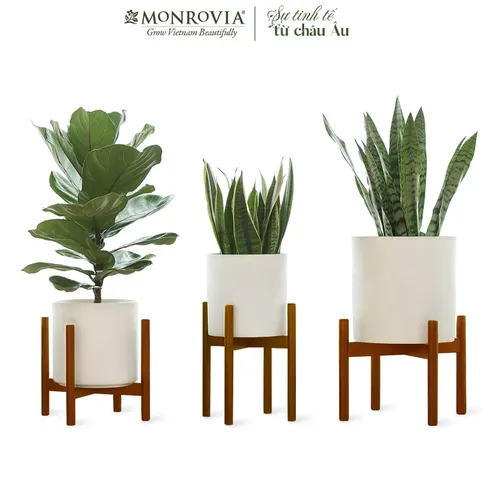 🌿 Khám Phá Đôn Gỗ Vuông Đẹp MONROVIA- Giá Đỡ Chậu Cây Chống Ẩm Cao cấp.