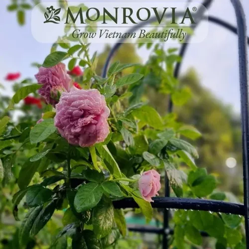 🔥 Khung Vòm cho Hoa Hồng Leo Đẹp Mê Ly | Tạo Cổng Hoa Lãng Mạn.