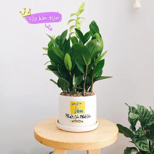 Chậu Cây Cảnh Mini Để Bàn – Sự Kết Hợp Hoàn Hảo Giữa Thiên Nhiên Và Văn Phòng.