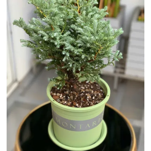 Chậu nhựa trồng cây cảnh VIETPOT xanh Mint MONTARIO – Đẹp hiện đại.