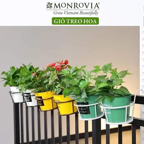 Giỏ Treo Cây Ban Công MONROVIA Thời Thượng – Tạo Nên Vẻ Đẹp Tươi Mới.