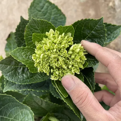 🌸 Cây Cẩm Tú Cầu: Dễ Trồng, Hoa Nở Quanh Năm, Biểu Tượng Tình Yêu.