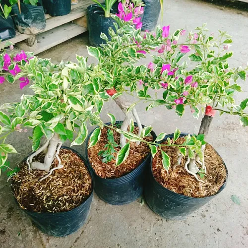 🎨 Hoa Giấy Cẩm Thạch: Bừng Sáng Không Gian Với Những Gam Màu Nghệ Thuật.