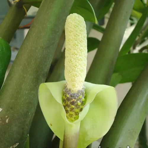 ✨ Cây Kim Phát Tài – Tăng Cường May Mắn Và Phát Tài, Thịnh Vượng.