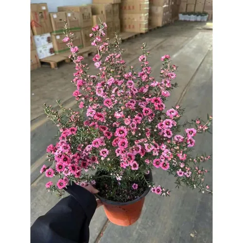 🌸 Cây Tùng Tuyết Mai: Vẻ Đẹp Tinh Khôi, Điểm Nhấn Thanh Lịch Cho Không Gian.