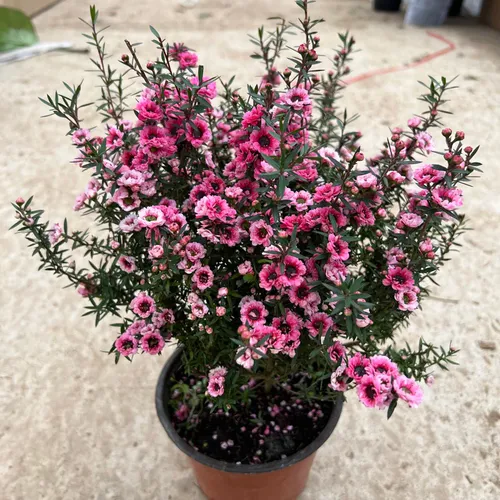 🌸 Cây Tùng Tuyết Mai: Vẻ Đẹp Tinh Khôi, Điểm Nhấn Thanh Lịch Cho Không Gian.