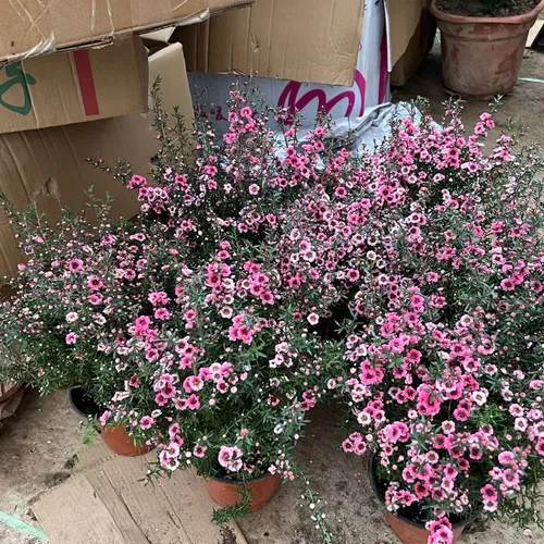 🌸 Cây Tùng Tuyết Mai: Vẻ Đẹp Tinh Khôi, Điểm Nhấn Thanh Lịch Cho Không Gian.