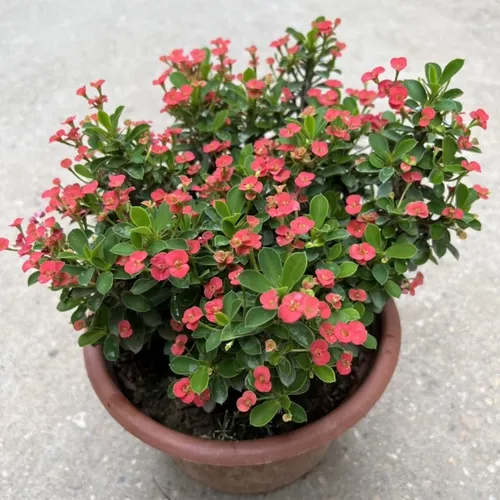 ✨ Cây Xương Rồng Bát Tiên: Nét Chấm Phá Ấn Tượng, Mang Tài Lộc Đến Ngôi Nhà.