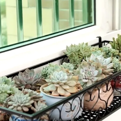 Kệ Trồng Sen Đá Sáng Tạo – Mang Không Gian Xanh Mát Cho Ban Công nhà Bạn.