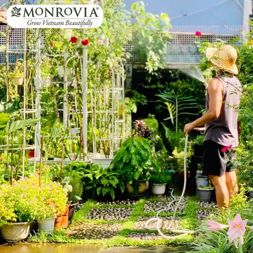 🔥 Khung Vòm cho Hoa Hồng Leo Đẹp Mê Ly | Tạo Cổng Hoa Lãng Mạn.