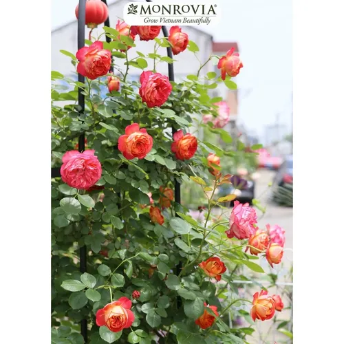 🔥 Khung Vòm cho Hoa Hồng Leo Đẹp Mê Ly | Tạo Cổng Hoa Lãng Mạn.