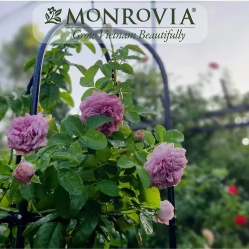 🔥 Khung Vòm cho Hoa Hồng Leo Đẹp Mê Ly | Tạo Cổng Hoa Lãng Mạn.