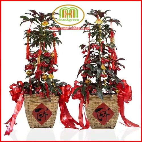 ✨ Cây Kim Ngân Lượng: Rước Tài Lộc, Vượng Khí Cho Gia Đình & Văn Phòng.