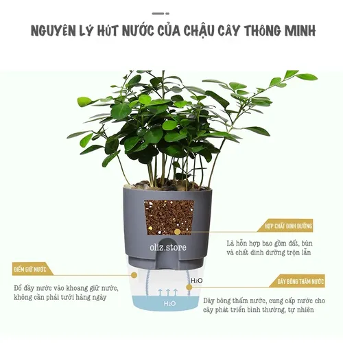 Chậu Cây Để Bàn Độc Đáo – Quà Tặng Ý Nghĩa Cho Người Thân & Đồng Nghiệp.