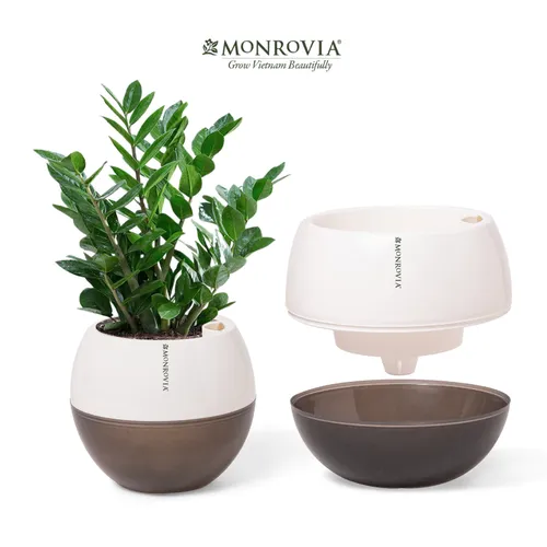 🌸 Chậu Nhựa Trồng Cây Xinh Xắn: Tô Điểm Không Gian Sống Thêm Sinh Động.