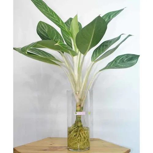 🔥 [Hot] Cây Bạch Mã Hoàng Tử: Nét Quý Phái, Đẳng Cấp Cho Ngôi Nhà Của Bạn.