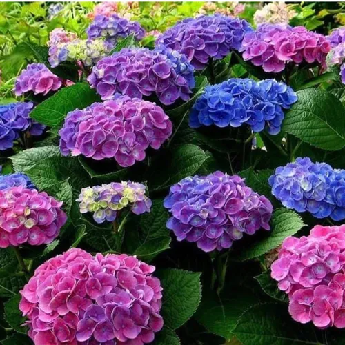 🌸 Cây Cẩm Tú Cầu: Dễ Trồng, Hoa Nở Quanh Năm, Biểu Tượng Tình Yêu.