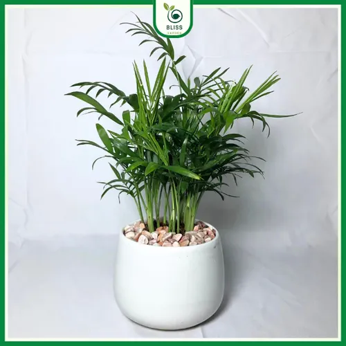 🌱 Cây Cau Tiểu Trâm Phong Thủy: Mang Bình An, Tài Lộc Đến Cho Bạn.