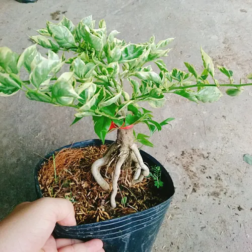 🎨 Hoa Giấy Cẩm Thạch: Bừng Sáng Không Gian Với Những Gam Màu Nghệ Thuật.