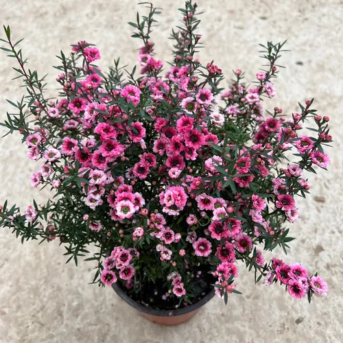 🌸 Cây Tùng Tuyết Mai: Vẻ Đẹp Tinh Khôi, Điểm Nhấn Thanh Lịch Cho Không Gian.