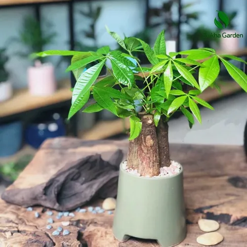 ✨ Cây Kim Ngân - Món Quà Tặng Đặc Biệt Mang Đến May Mắn Và Tài Lộc.