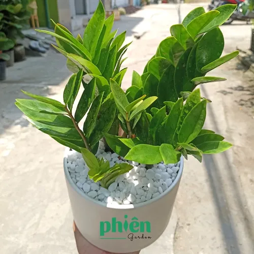 ✨ Cây Kim Phát Tài – Tăng Cường May Mắn Và Phát Tài, Thịnh Vượng.