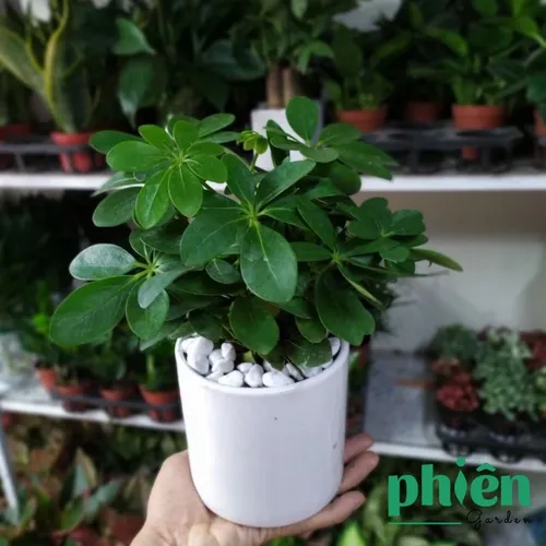 🔥 [Hot] Cây Ngũ Gia Bì: Lọc Không Khí Tốt, Dáng Đẹp, Dễ Chăm Sóc.