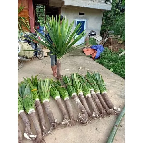 ✨ Cây Phát Tài Núi Phong Thủy: Tăng Vượng Khí, Tài Vận Cực Tốt.