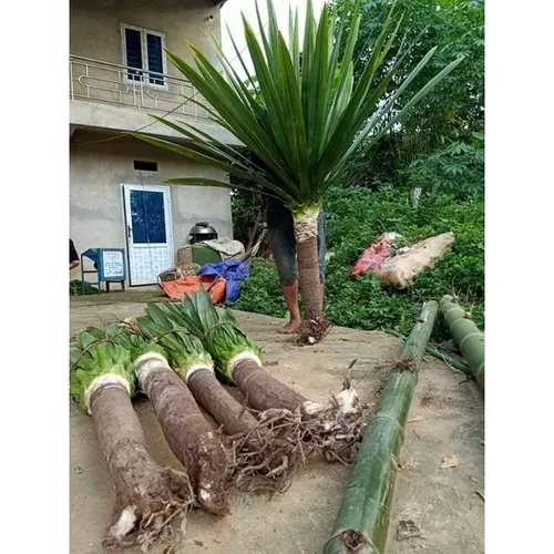 ✨ Cây Phát Tài Núi Phong Thủy: Tăng Vượng Khí, Tài Vận Cực Tốt.