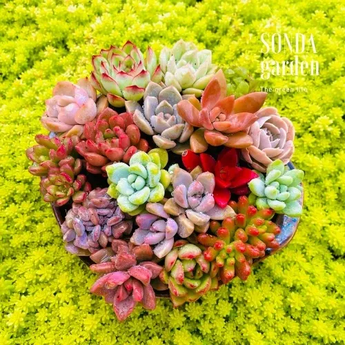 🌵✨Mua Sen Đá Mini Để Bàn | Trang Trí Xinh Xắn, Giá Chỉ Từ 10k.