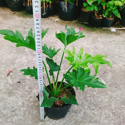 🌱 Cây Trầu Bà Thanh Xuân: Biểu Tượng Của Sự Tươi Trẻ Và Phát Tài.