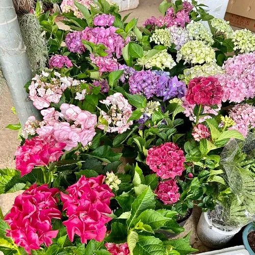 🌸 Cây Cẩm Tú Cầu: Dễ Trồng, Hoa Nở Quanh Năm, Biểu Tượng Tình Yêu.