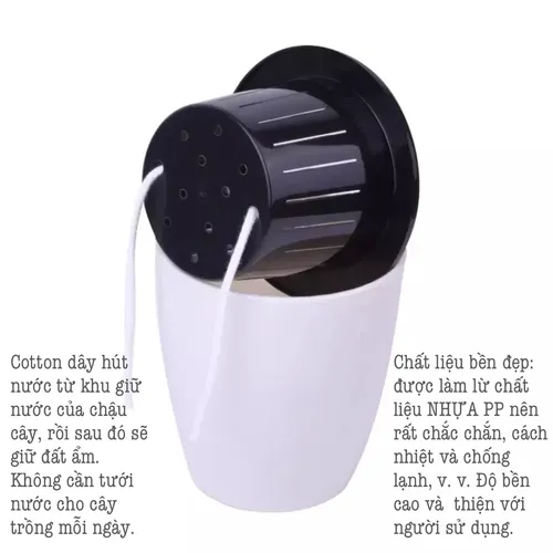 Chậu Cây Để Bàn Tạo Không Gian Xanh Mát Cho Văn Phòng.