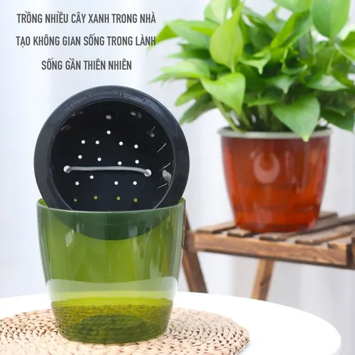 ✨ Chậu cây cảnh để bàn: Trang Trí Bàn Xinh, Thư Giãn Tinh Thần.