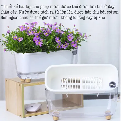 🏡 Chậu Cây Để Bàn: Mang Thiên Nhiên Vào Không Gian Của Bạn.