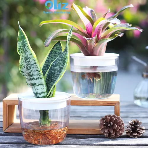 Chậu Cây Thủy Sinh Để Bàn: Phong Thủy May Mắn, Trang Trí Hiện Đại.