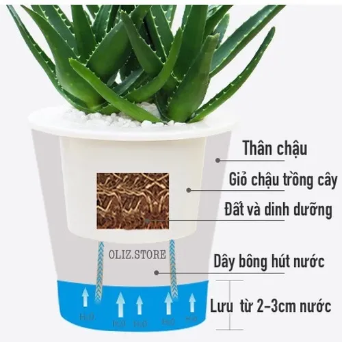 Chậu Hoa Nhỏ Để Bàn – Biến Mọi Góc Nhỏ Thành Không Gian Xanh Mát.