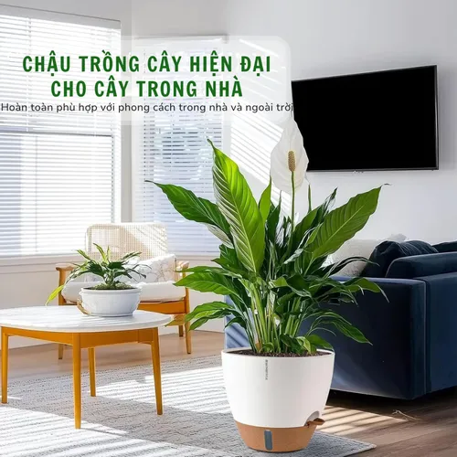 🌶️ Chậu Nhựa Trồng Cây Cảnh Đẹp | Giá Tốt, Nhiều Mẫu Mới Nhất.