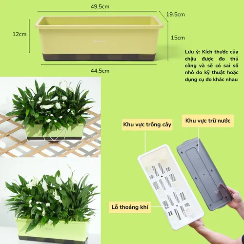 ✨ Combo Chậu Nhựa Nhỏ Xinh Xắn: Trang Trí Góc Yêu Thêm Sinh Động.