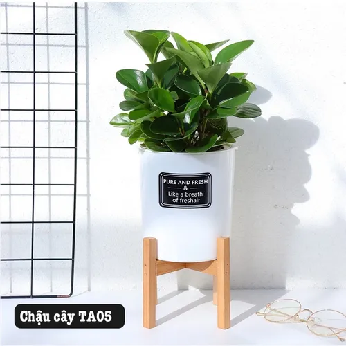 🌺 Chậu Nhựa Trồng Cây Thông Minh Oliz TA0: Thoát Nước Tốt, Giữ Ẩm Hiệu Quả.