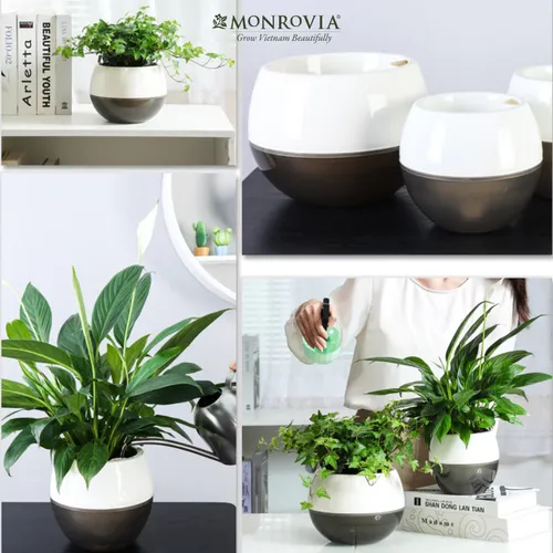 🌸 Chậu Nhựa Trồng Cây Xinh Xắn: Tô Điểm Không Gian Sống Thêm Sinh Động.