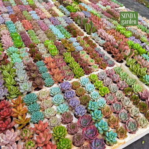 🌵✨Mua Sen Đá Mini Để Bàn | Trang Trí Xinh Xắn, Giá Chỉ Từ 10k.