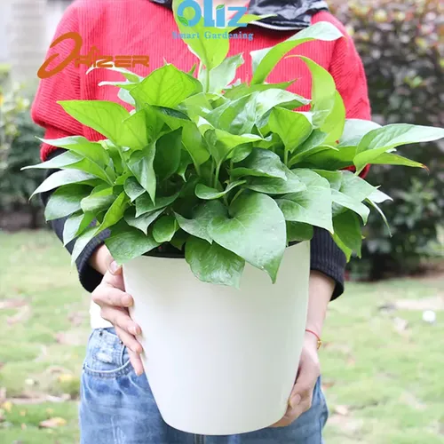 🌱 Chậu Cây Thủy Sinh Để Bàn: Góc Xanh Mát Lành, Tinh Thần Sảng Khoái.