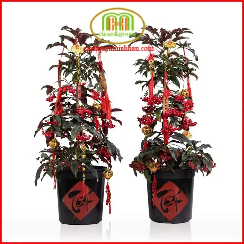 ✨ Cây Kim Ngân Lượng: Rước Tài Lộc, Vượng Khí Cho Gia Đình & Văn Phòng.