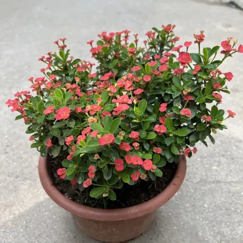 ✨ Cây Xương Rồng Bát Tiên: Nét Chấm Phá Ấn Tượng, Mang Tài Lộc Đến Ngôi Nhà.